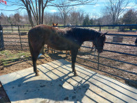 Reg quarter horse filly