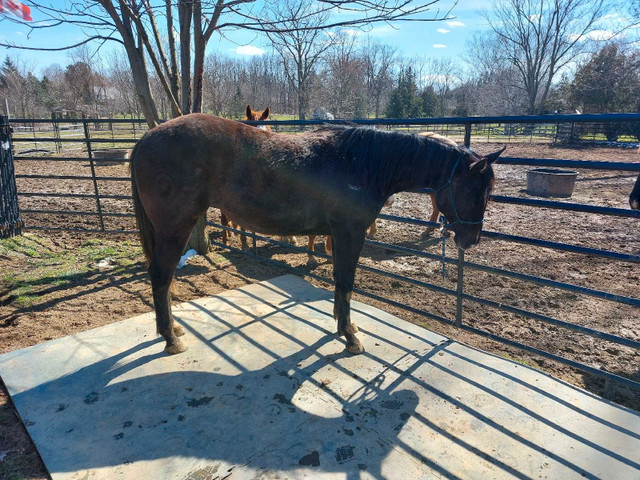 Reg quarter horse filly in Horses & Ponies for Rehoming in London