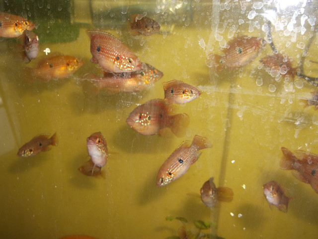 Bristlenose Plecos,Jewel Cichlids For Sale in Fish for Rehoming in North Bay - Image 2