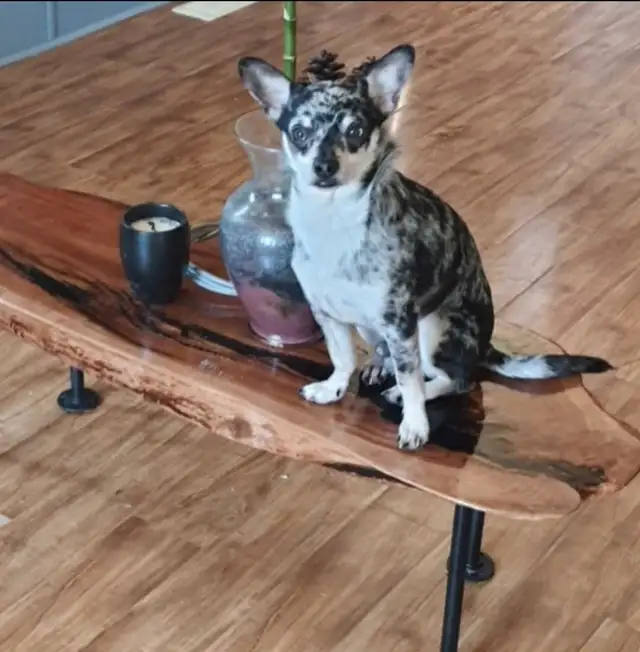 Beautiful Chihuahua Puppies in Dogs & Puppies for Rehoming in Owen Sound - Image 6