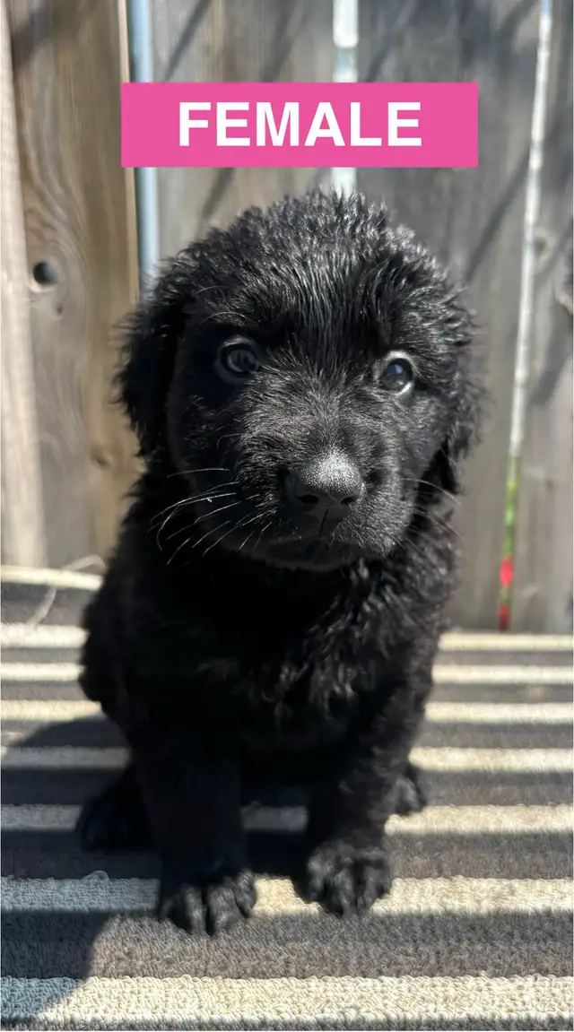Adorable Puppies in Dogs & Puppies for Rehoming in Winnipeg - Image 9