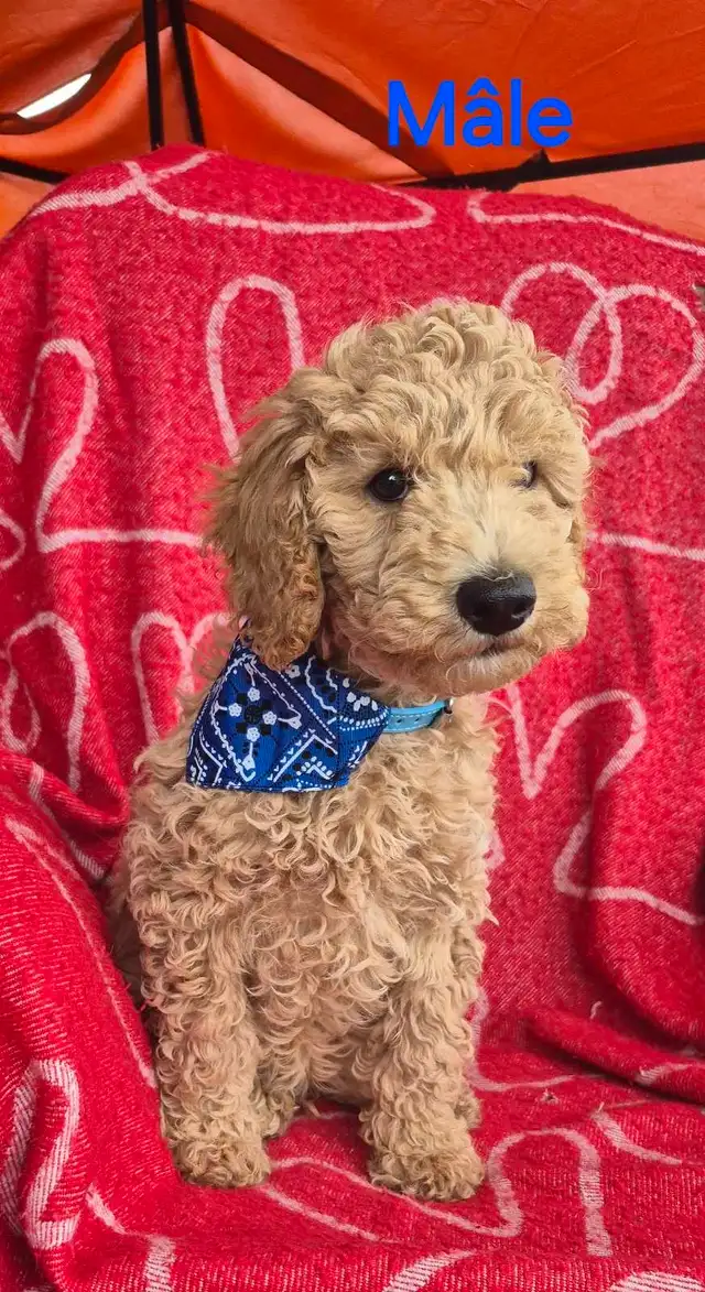 GOLDENDOODLE ( mini) in Dogs & Puppies for Rehoming in City of Montréal - Image 2