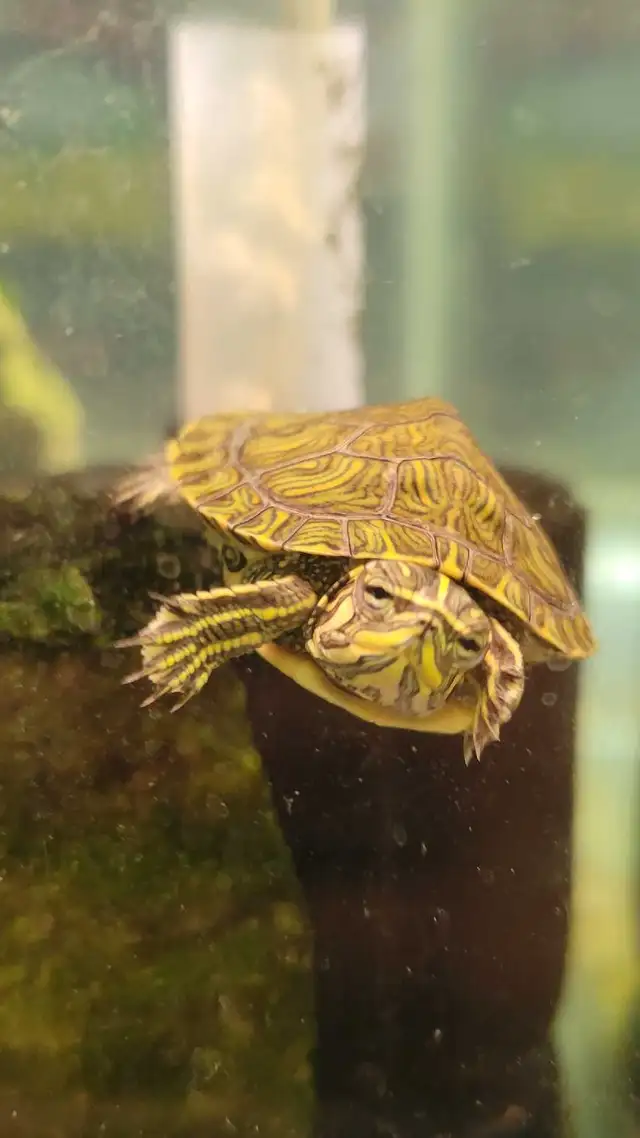baby yellow belly cooter turtles in Reptiles & Amphibians for Rehoming in Kawartha Lakes - Image 3