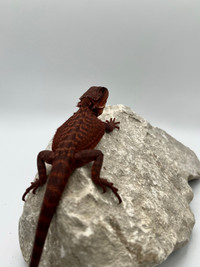 DARK RED BEARDED DRAGONS ON SITE