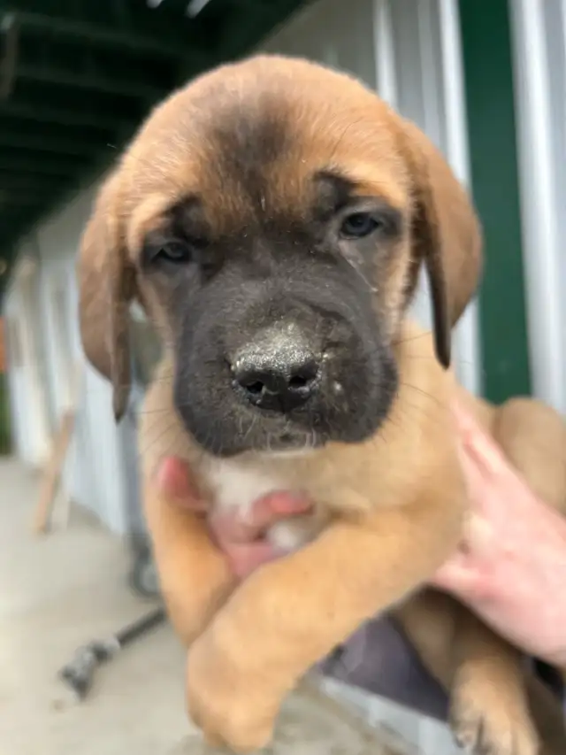 St.Bernard/Mastiff X Puppies for Sale in Dogs & Puppies for Rehoming in Edmonton - Image 6