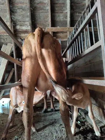 Jersey x Angus calves, View more