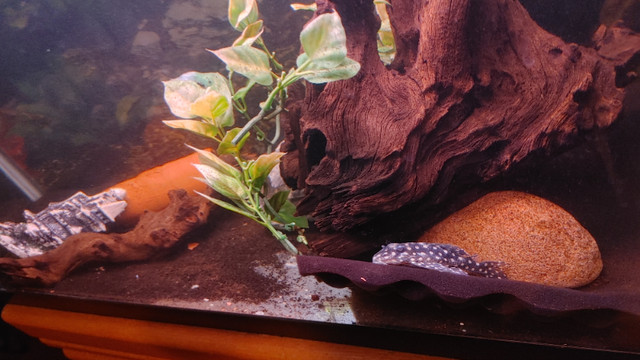 Super Sale on freshwater fish For Aquarium Fish Tank For Sale in Fish for Rehoming in Ottawa - Image 2
