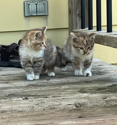 Kittens for sale, View more