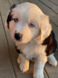 Standard Australian Shepherds 