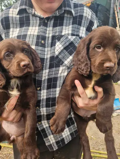4 springer puppies. 2 Male and 2 female available. Had first shots, have been dewormed, had vet chec...