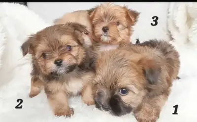 Tiny Yorkie X Maltipom Puppies!, View more