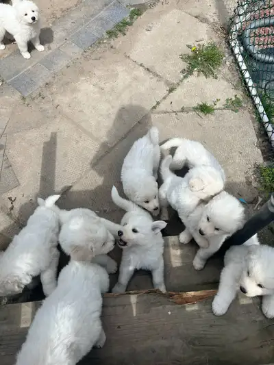 Pyrenee's beautiful puppies looking for lovely home. We have yeah 1 male and 1 female Parents are on...