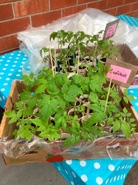 Organic Tomato Plants and More