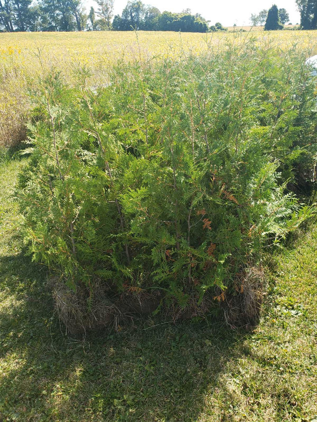 Cedar Hedges 3-15ft in Plants, Fertilizer & Soil in Trenton - Image 2
