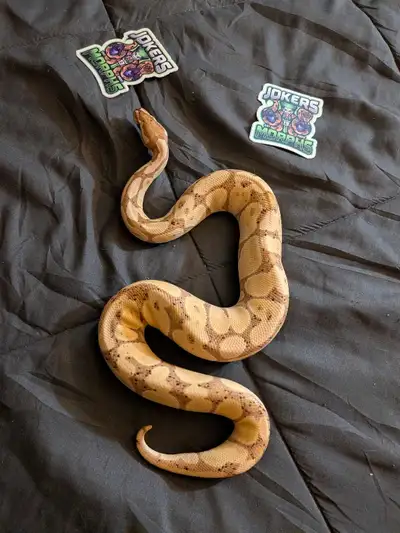 Have this beautiful banana ball python available weighing 435 g eating weaned f/t every 7-10 days $5...