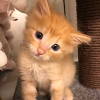 Wanted orange male kitten(NOT SELLING)