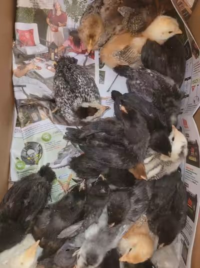 Barnyard mixed chickens , a mixture of . Easter egger , bardrock, Oliver's, silver lace , golden lac...