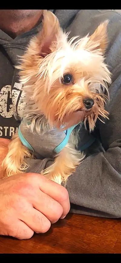 ***Closing my breeding program*** I have 2 female Yorkshire Terriers and 1 male available. Asking $1...