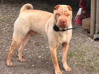 Shar-Pei 2 year old male