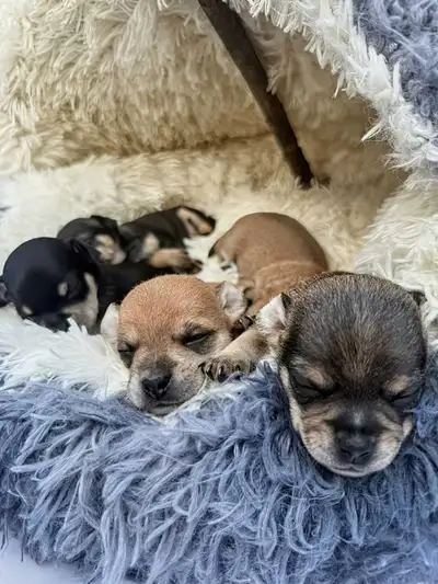 These adorable Chihuahua deerhead puppies are currently seeking their forever homes at just 3 weeks...