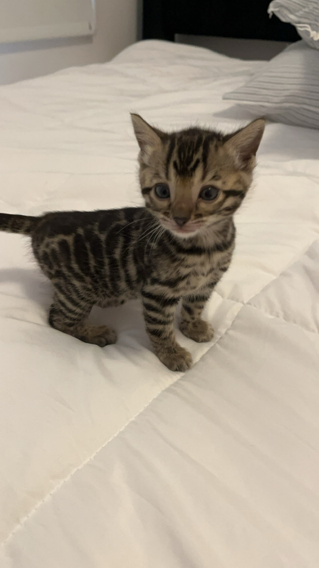 Two beautiful purebred bengal kittens looking for a forever home dans Chats et chatons à adopter  à Laval/Rive Nord - Image 4