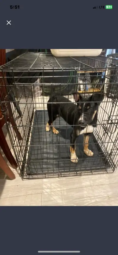 puppy for rehoning , View more