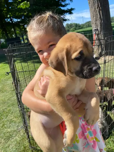 Mastiff Puppies, View more