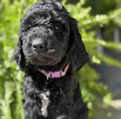 Goldendoodle Puppies, View more