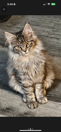 Female Maine coon 