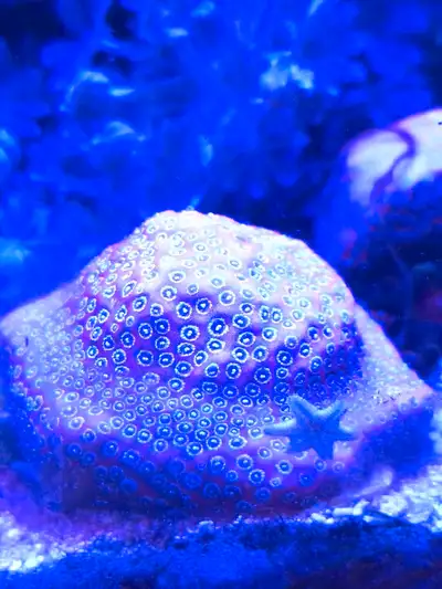 Coral for sale, View more