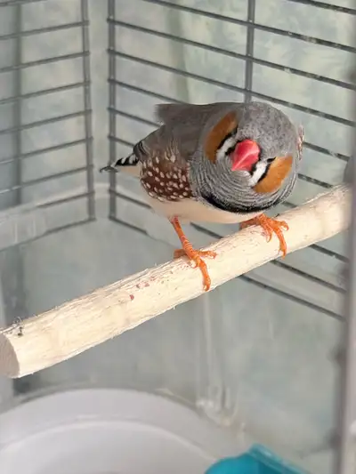Zebra finches for rehoming , View more