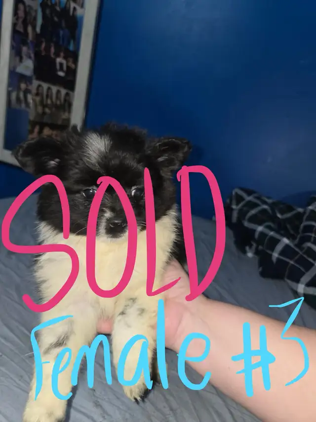 sweet puppies SELLING FAST in Dogs & Puppies for Rehoming in Calgary - Image 7