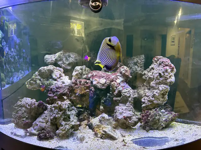 Aquariums and Salt fish for sale in Fish for Rehoming in Barrie - Image 10