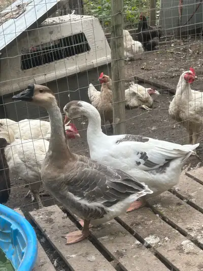 toulouse cross white Chinese hens, View more