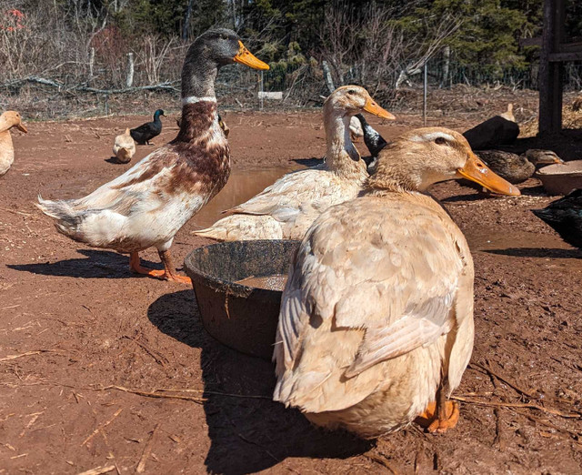 Chicken/Duck/Goose Hatching Eggs in Livestock in Charlottetown - Image 3