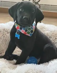 Chiots noir a adopter , Prêt a partir. Première visite chez le vétérinaire Il est vacciné , vermifug...