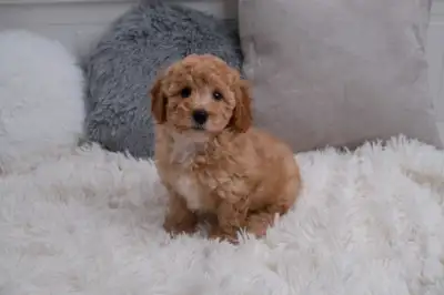 Toy/Mini Poodle Puppies!, View more