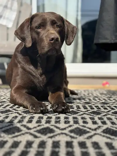 labrador  femelle 6 ans, View more