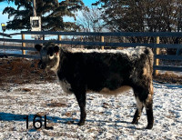 Purebred Speckle Park open Yearling heifers