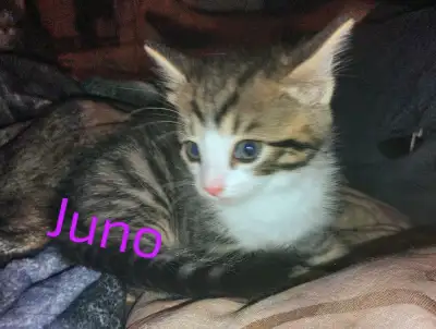 Kittens!!!, View more