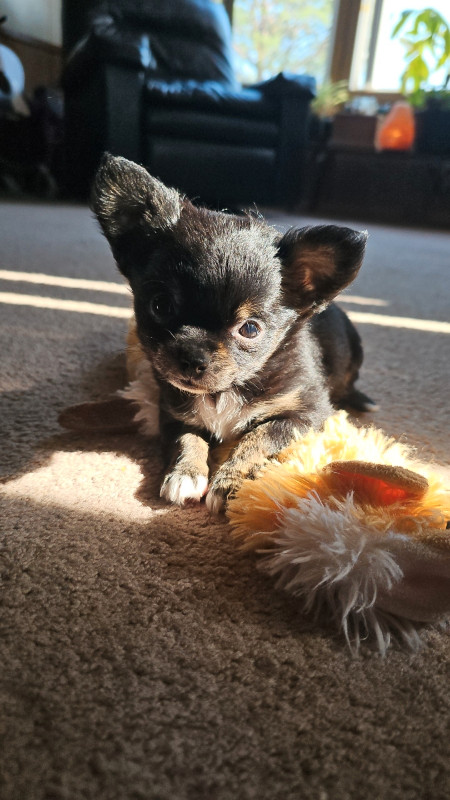 One Chihuahua Puppy left! in Dogs & Puppies for Rehoming in Brandon - Image 2