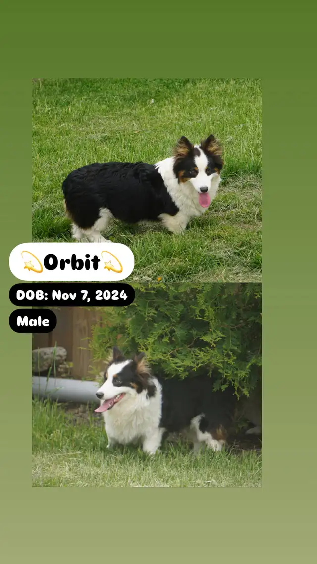 Adorable Corgi Puppies Looking For A Home in Dogs & Puppies for Rehoming in Cambridge - Image 8