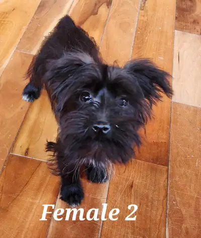 Morkie Puppies, View more