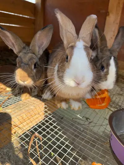 Last 3 females available from litter born at the end of April. Beautiful girls, very friendly! $20 e...