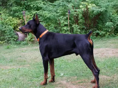 CKC Cropped Purebred European Doberman puppies, View more