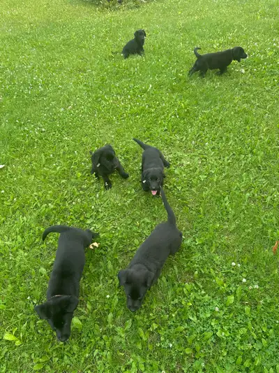 6 Black puppies, View more