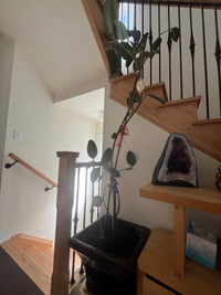 6 feet Rubber tree with cermic pot $40