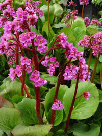 Plants Bergenia cordifolia 'Winter Glow' (Heartleaf