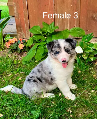Australian Shepherd Border Collie cross puppies, View more