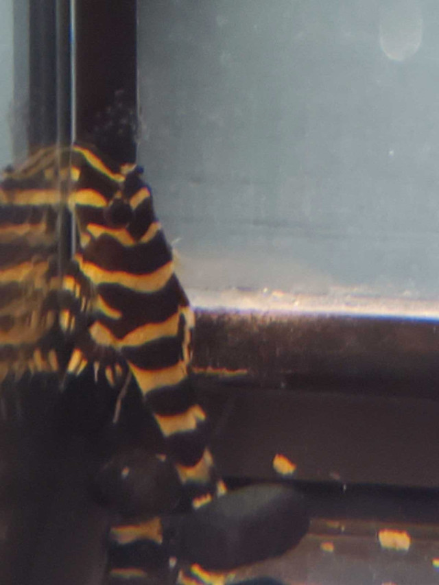 L 134 PLECO x5  in Fish for Rehoming in Kawartha Lakes